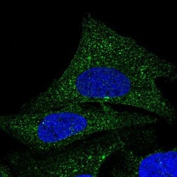 COQ9 Antibody, Novus Biologicals 0.1mL; Unlabeled:Antibodies, Polyclonal