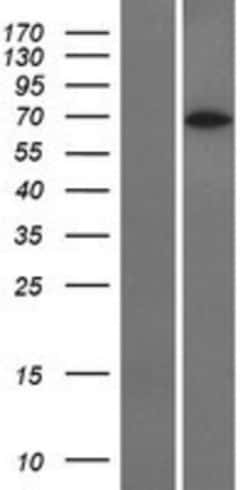 Novus Biologicals&trade;&nbsp;CoREST3/RCOR3 Overexpression Lysate