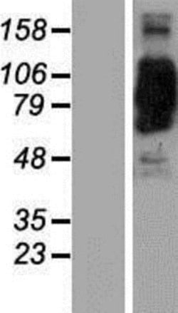 Novus Biologicals&trade;&nbsp;CORO7 Overexpression Lysate