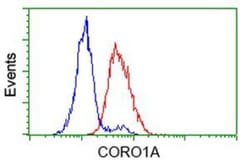 Coronin-1a Antibody (OTI1A5), Novus Biologicals 0.1mL; Unlabeled:Antibodies