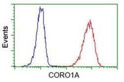 Coronin-1a Antibody (OTI1A5), Novus Biologicals 0.1mL; Unlabeled:Antibodies