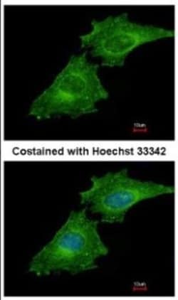 Coronin 3 Antibody, Novus Biologicals 0.1 mL | Buy Online | Novus Biologicals | Fisher Scientific