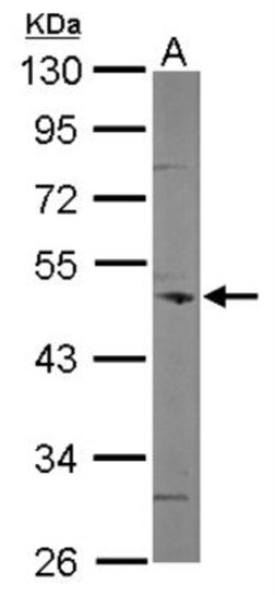 Coronin 3 Antibody, Novus Biologicals 0.1 mL | Buy Online | Novus Biologicals | Fisher Scientific