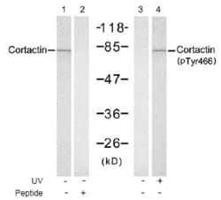 Cortactin, p Tyr466 Antibody, Novus Biologicals:Antibodies:Primary Antibodies