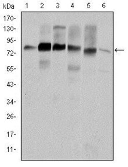 Cortactin Antibody (4C6), Novus Biologicals 0.1mL; Unlabeled:Antibodies,