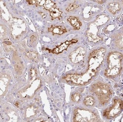 Cortexin 2 Antibody, Novus Biologicals 0.1mL; Unlabeled:Antibodies, Polyclonal
