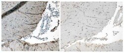 Corticotropin Releasing Factor Antibody - Azide and BSA Free, Novus Biologicals