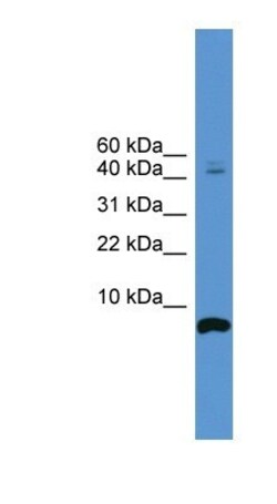 Cortistatin Antibody, Novus Biologicals:Antibodies:Primary Antibodies