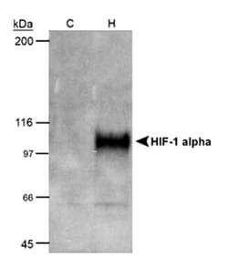 Novus Biologicals™ COS-7 Nuclear Hypoxic Induced Cell Lysate