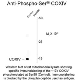 COX4, p Ser58 Antibody, Novus Biologicals 0.1mL; Unlabeled:Antibodies,