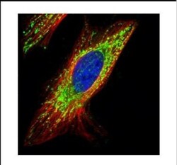 COX4 Antibody, Novus Biologicals 0.1mL; Unlabeled:Antibodies, Polyclonal