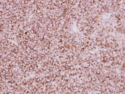COX4 Antibody, Novus Biologicals 0.1mL; Unlabeled:Antibodies, Polyclonal