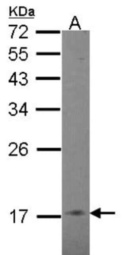 COX4 Antibody, Novus Biologicals 0.1mL; Unlabeled:Antibodies, Polyclonal