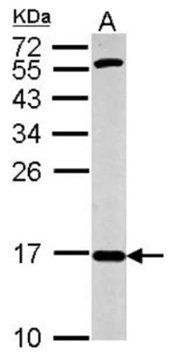 COX4 Antibody, Novus Biologicals 0.1mL; Unlabeled:Antibodies, Polyclonal