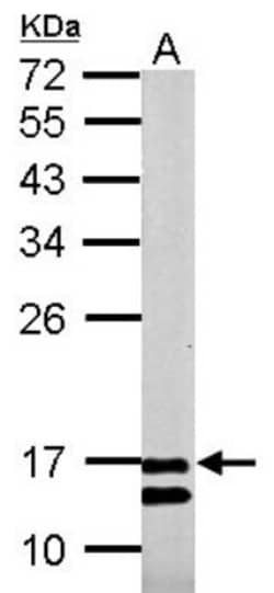 COX4 Antibody, Novus Biologicals 0.1mL; Unlabeled:Antibodies, Polyclonal