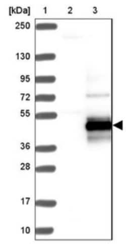 Semenogelin I Antibody, Novus Biologicals:Antibodies:Primary Antibodies