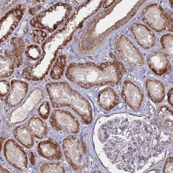 COX11 Antibody, Novus Biologicals:Antibodies:Primary Antibodies