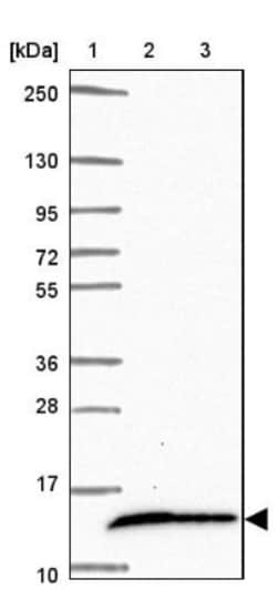 COX16 Antibody, Novus Biologicals:Antibodies:Primary Antibodies