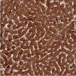 COX17 Antibody, Novus Biologicals:Antibodies:Primary Antibodies