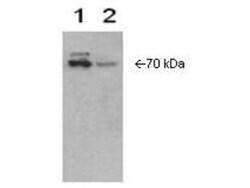 COX-2 Antibody, Novus Biologicals 0.05mL; Unlabeled:Antibodies, Polyclonal