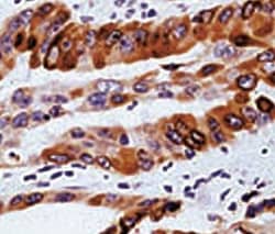 COX-2 Antibody, Novus Biologicals:Antibodies:Primary Antibodies