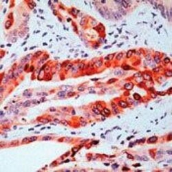 COX-2 Antibody, Novus Biologicals:Antibodies:Primary Antibodies
