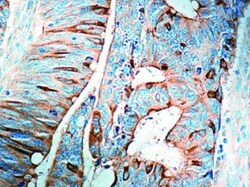 COX-2 Antibody, Novus Biologicals:Antibodies:Primary Antibodies