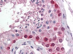 COX-2 Antibody, Novus Biologicals 0.05mL; Unlabeled:Antibodies, Polyclonal