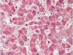COX-2 Antibody, Novus Biologicals 0.05mL; Unlabeled:Antibodies, Polyclonal