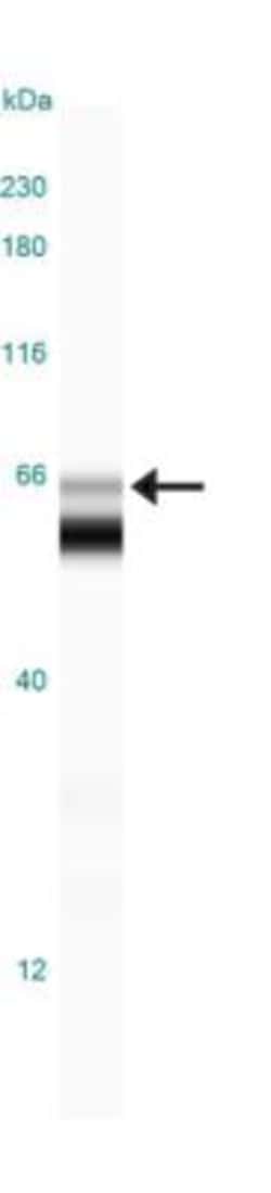 COX-2 Antibody, Novus Biologicals:Antibodies:Primary Antibodies