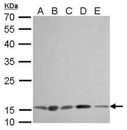 COX4 Antibody (6310), Novus Biologicals 0.1mL; Unlabeled:Antibodies, Monoclonal