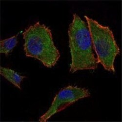COX4 Antibody (6B3), Novus Biologicals 0.1mL; Unlabeled:Antibodies, Monoclonal