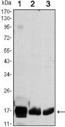 COX4 Antibody (6B3), Novus Biologicals 0.1mL; Unlabeled:Antibodies, Monoclonal