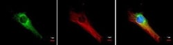 COX4 Antibody (854), Novus Biologicals 0.1mL; Unlabeled:Antibodies, Monoclonal