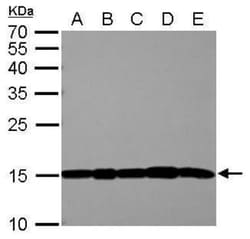 COX4 Antibody (854), Novus Biologicals 0.1mL; Unlabeled:Antibodies, Monoclonal