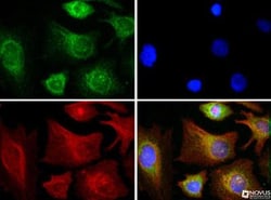 COX4 Antibody - BSA Free, Novus Biologicals 0.025mL; Unlabeled:Antibodies,