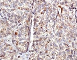 COX4 Antibody - BSA Free, Novus Biologicals 0.025mL; Unlabeled:Antibodies,