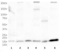 COX4 Antibody - BSA Free, Novus Biologicals 0.025mL; Unlabeled:Antibodies,