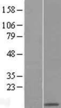 Novus Biologicals&trade;&nbsp;COX5A Overexpression Lysate