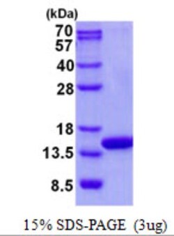 Novus Biologicals&trade;&nbsp;Recombinant Human COX5A His Protein