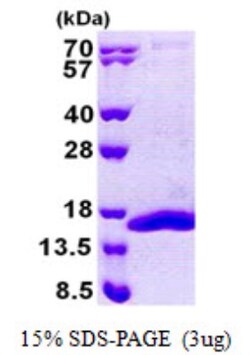 Novus Biologicals&trade;&nbsp;Recombinant Human COX5b His Protein