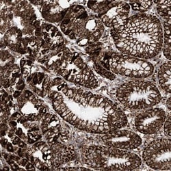 COX5b Antibody, Novus Biologicals 0.1mL; Unlabeled:Antibodies, Polyclonal