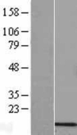 Novus Biologicals&trade;&nbsp;COX6B2 Overexpression Lysate