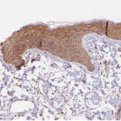 COX8A Antibody, Novus Biologicals 25 &mu;L, Unlabeled:Antibodies, Polyclonal