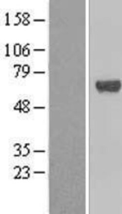 Novus Biologicals&trade;&nbsp;TFCP2 Overexpression Lysate
