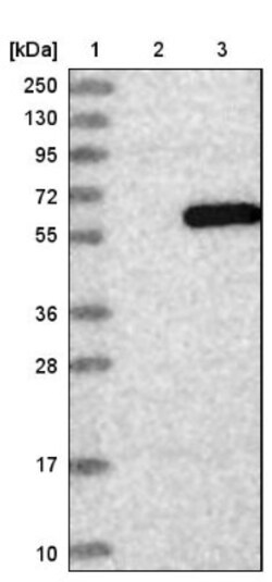 CPA3 Antibody, Novus Biologicals 25 &mu;L | Buy Online | Novus Biologicals | Fisher Scientific