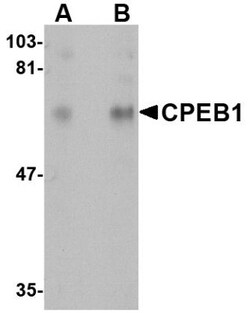 CPEB1 Antibody - BSA Free, Novus Biologicals:Antibodies:Primary Antibodies