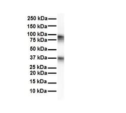 CPEB4 Antibody, Novus Biologicals 0.05mg; Unlabeled:Antibodies, Polyclonal