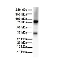 CPEB4 Antibody, Novus Biologicals 0.05mg; Unlabeled:Antibodies, Polyclonal