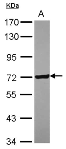 CPNE1 Antibody, Novus Biologicals 0.1mL; Unlabeled:Antibodies, Polyclonal